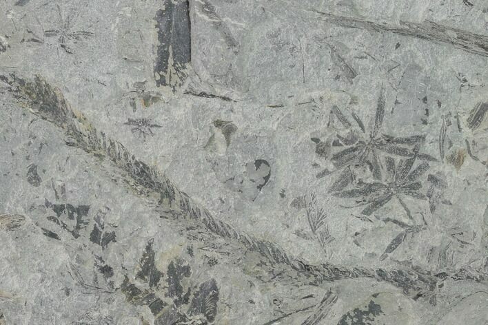 Pennsylvanian Fossil Flora Plate - Kentucky #158706